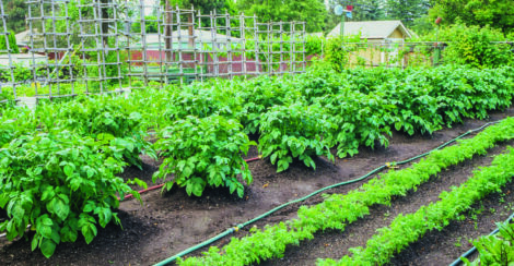 Beets, Carrots, Potatoes